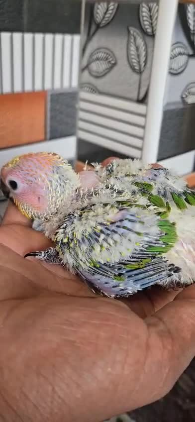 Sun Conure, farm video