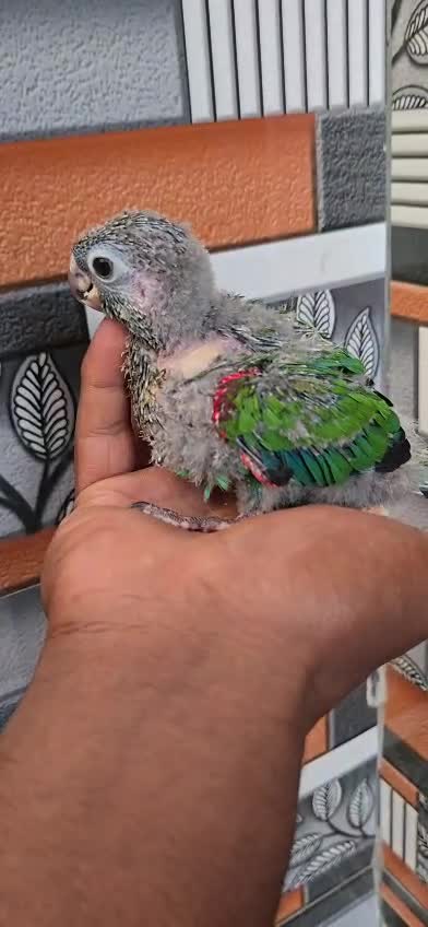 Blue Throated Conure, farm video