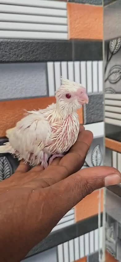 Cockatiel | Pied, farm video