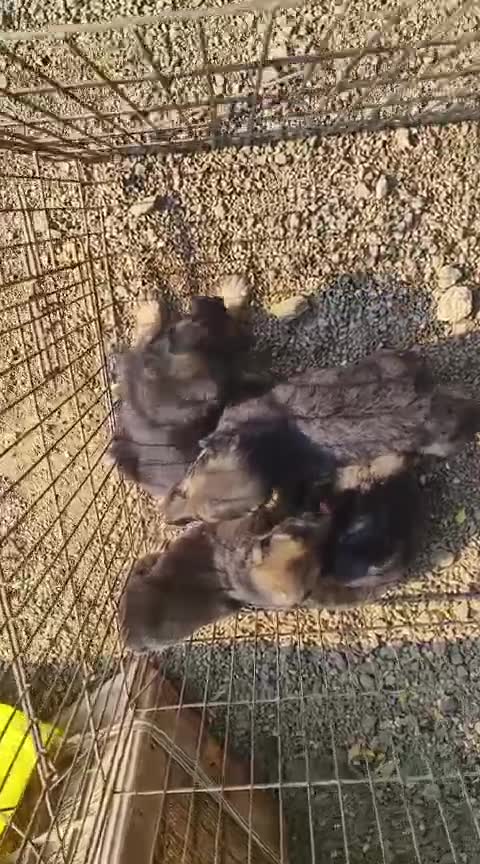German Shepherd Puppy, farm video