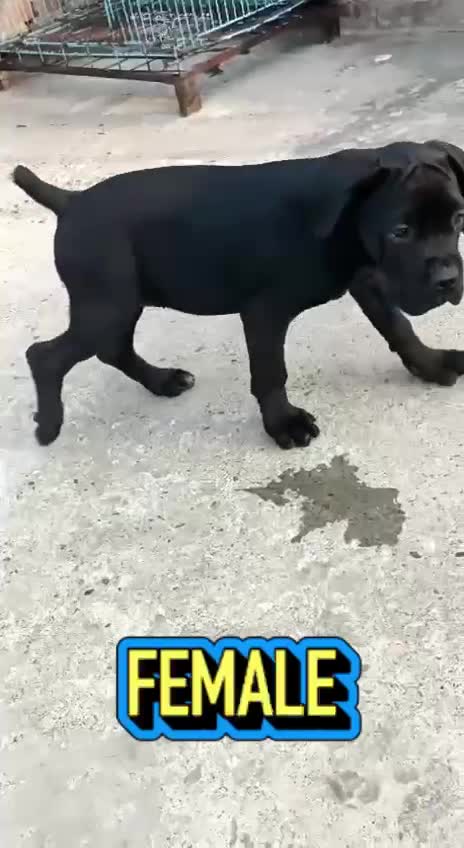Cane Corso Puppy, farm video