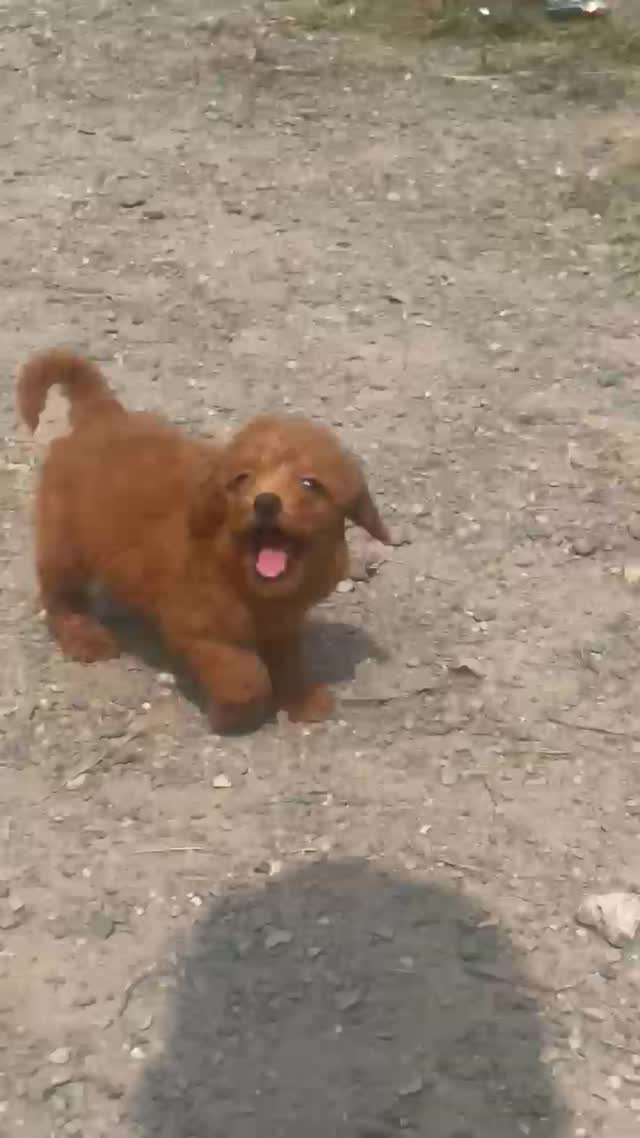 Toy Poodle Puppy, farm video
