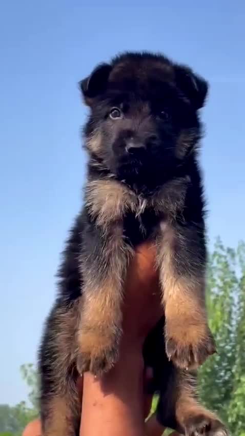 German Shepherd Puppy, farm video