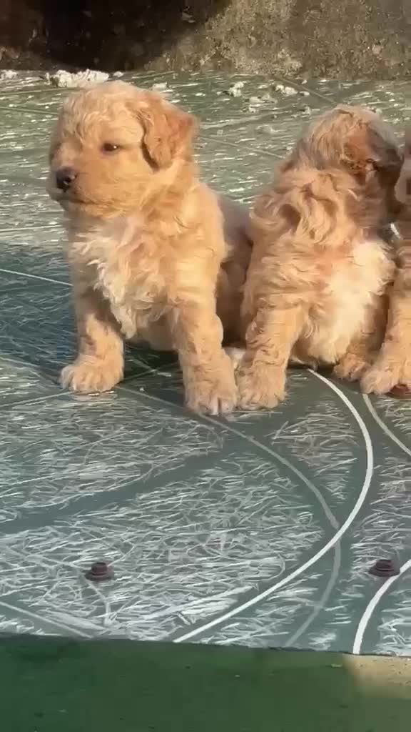 Maltipoo Puppy, farm video