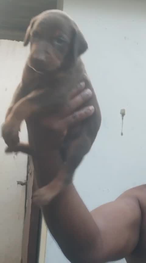 European Doberman Puppy | Black & Tan, farm video