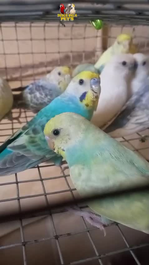Budgies | Fallow, farm video