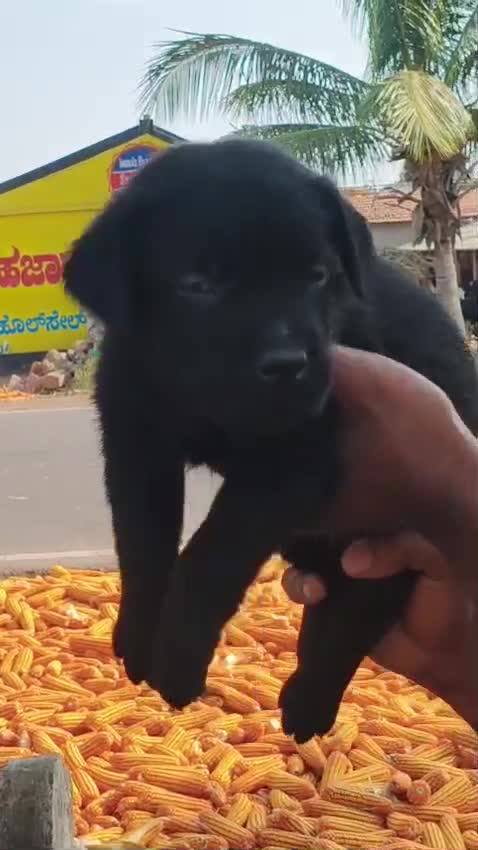 Beagle Black & Tan Puppy, farm video