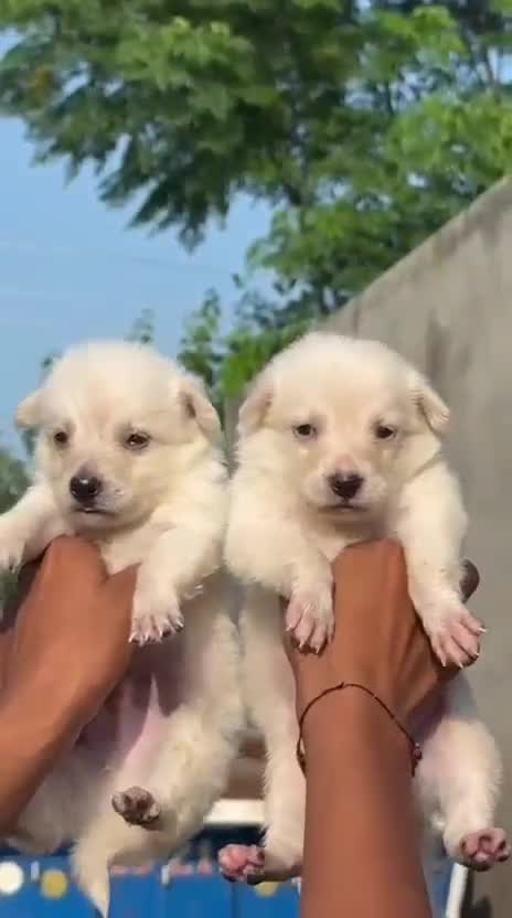 Pomeranian Puppy, farm video