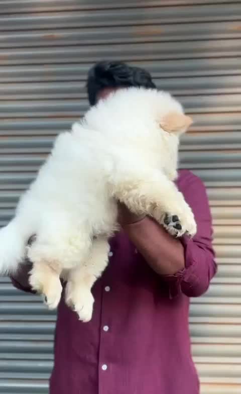 Chow Chow Puppies, farm video