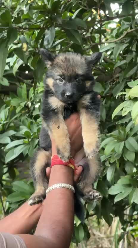 German Shepherd Puppy, farm video