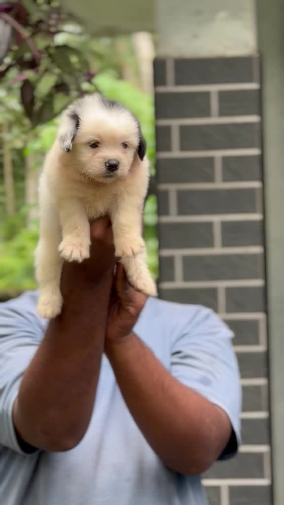 Shih Tzu | Black Color, farm video