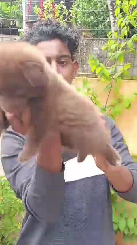 Pomeranian Puppy, farm video