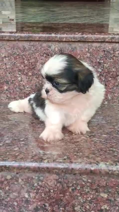 Shih Tzu | Black Color, farm video