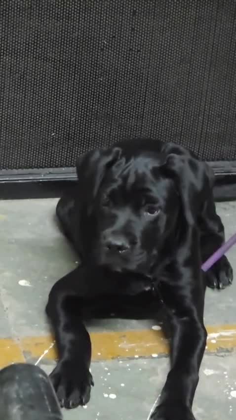 Cane Corso Puppy, farm video