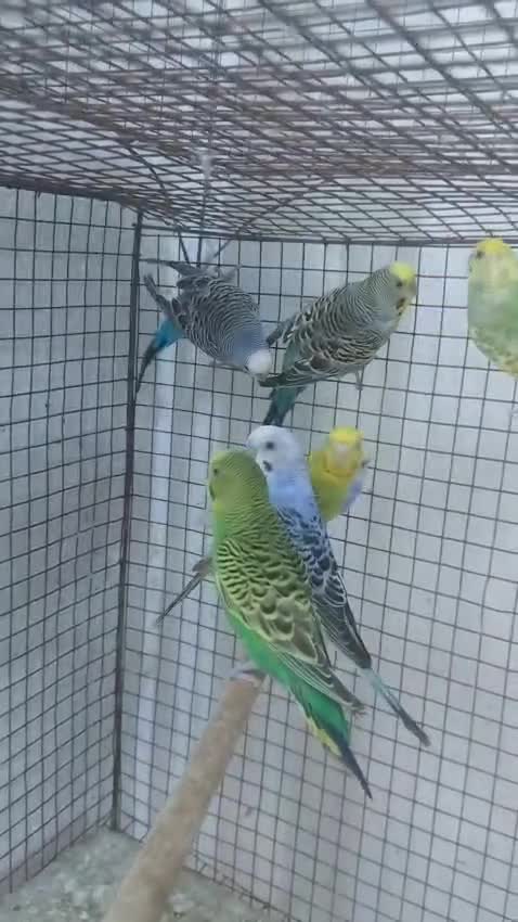 Budgies | Fallow, farm video