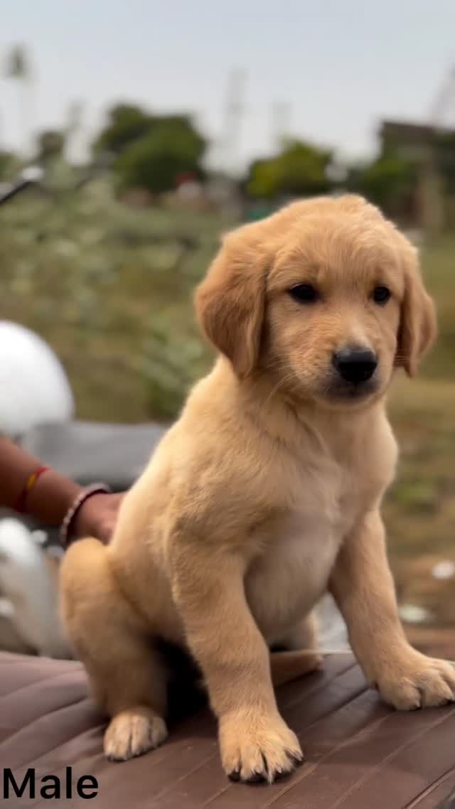 Golden Retriever, farm video
