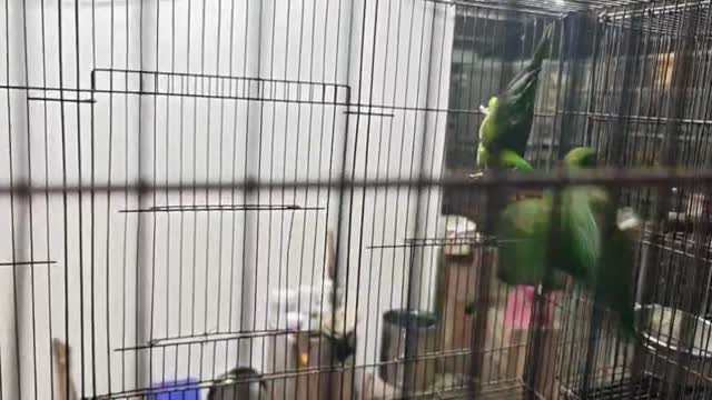 Chattering Lorikeet, farm video