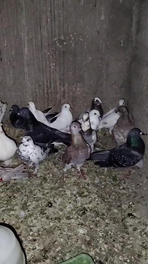 Homer Pigeon, farm video