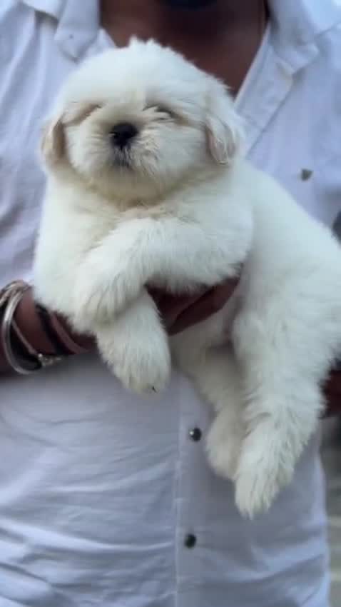 Shih Tzu | Black Color, farm video