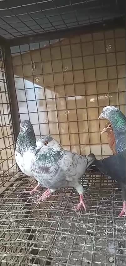 Homer Pigeon, farm video
