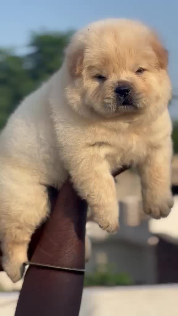 Chow Chow Puppies, farm video