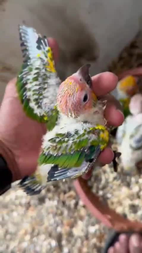 Sun Conure, farm video