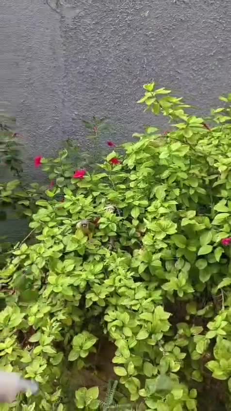 Small Cheek Conure, farm video