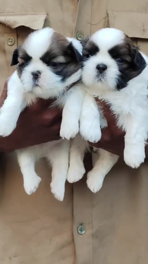 Shih Tzu | Black Color, farm video