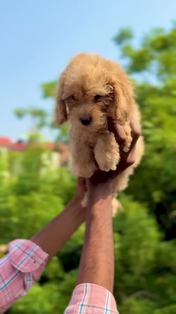 Toy Poodle Puppy, farm video