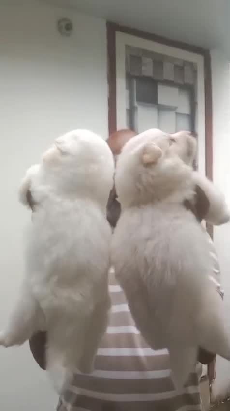 Pomeranian Puppy, farm video