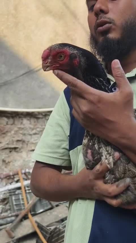 Eclectus Parrot, farm video