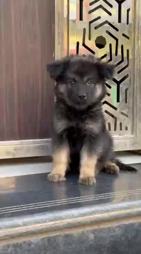 German Shepherd Puppy, farm video