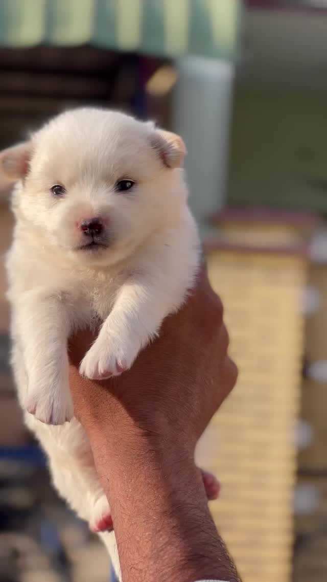 Pomeranian Puppy, farm video