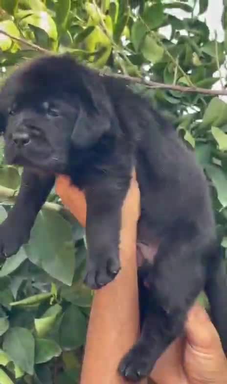 Beagle Black & Tan Puppy, farm video