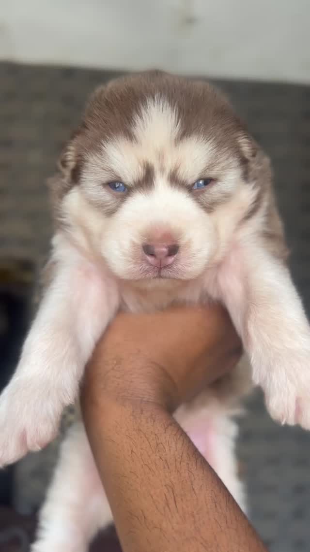 Siberian Husky Puppy | Black & White Color, farm video
