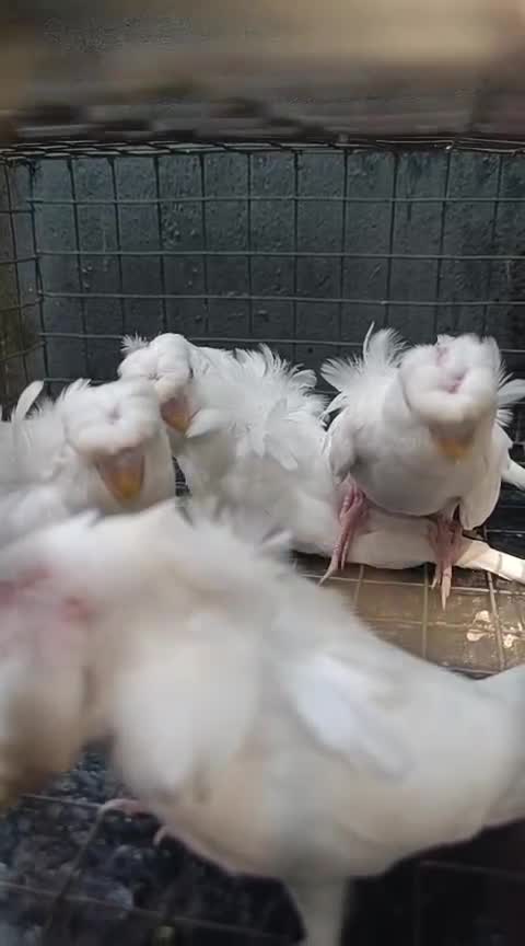 Helicopter Budgies, farm video