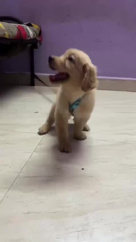 Golden Retriever, farm video