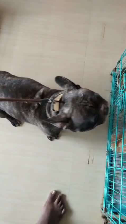 French Bulldog Puppy, farm video