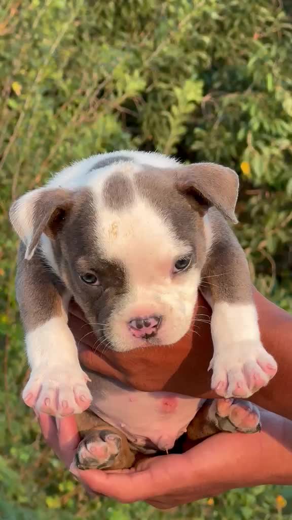 American Bully Pocket Size Puppy, farm video