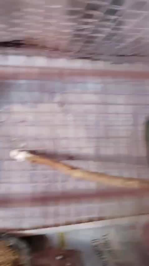 Bengal Kitten, farm video