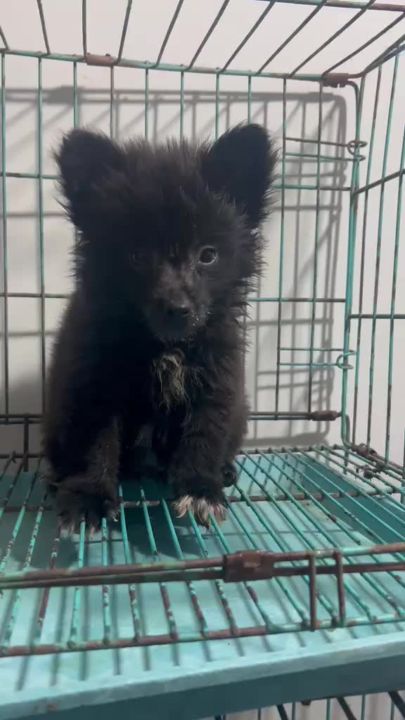 Culture Pom Puppy | Black, farm video