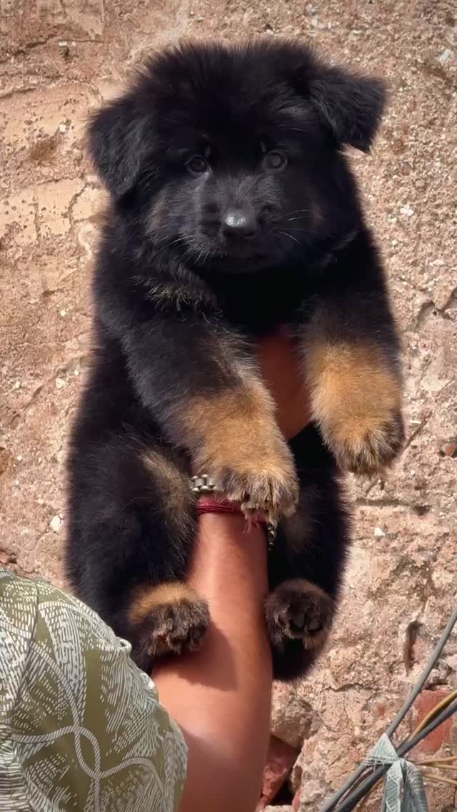 German Shepherd Puppy, farm video