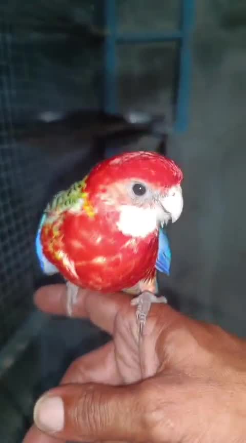 Rosella Bird, farm video