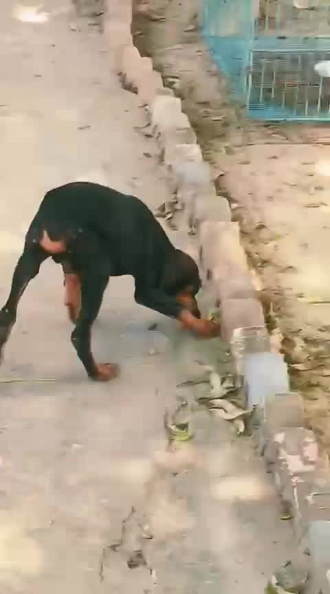 European Doberman Puppy, farm video