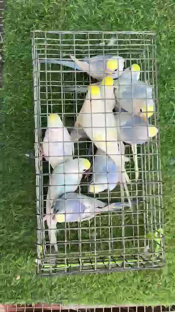 Budgies | Fallow, farm video
