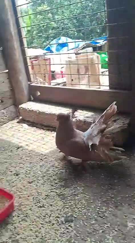 Karnam Pigeon, farm video