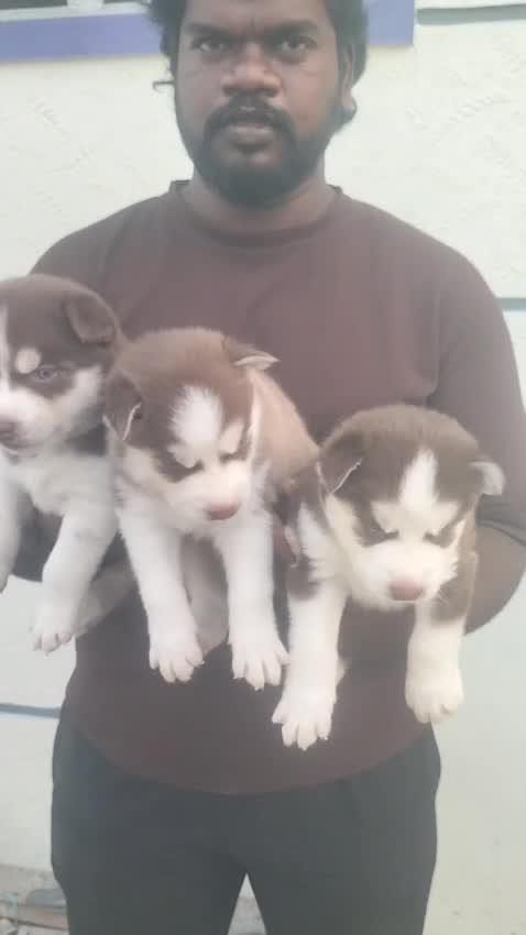 Siberian Husky Puppy | Black & White Color, farm video