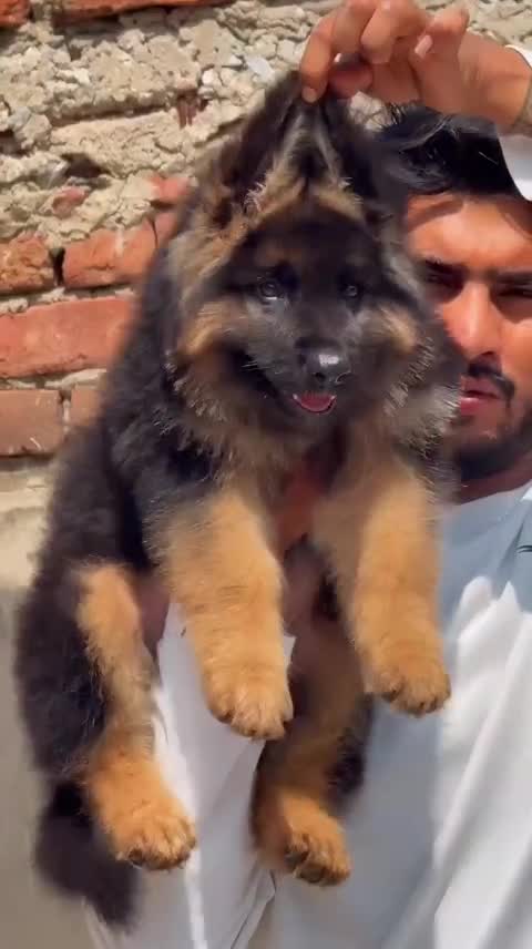 German Shepherd Puppy, farm video