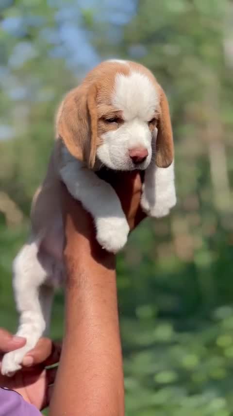 Beagle Black & Tan Puppy, farm video