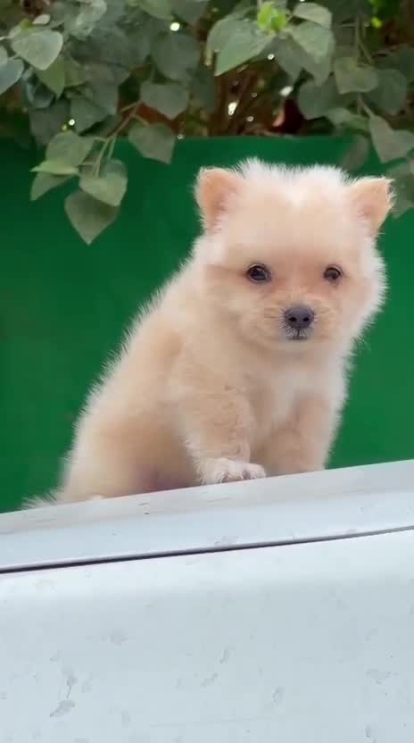 Culture Toy Pom Puppy, farm video